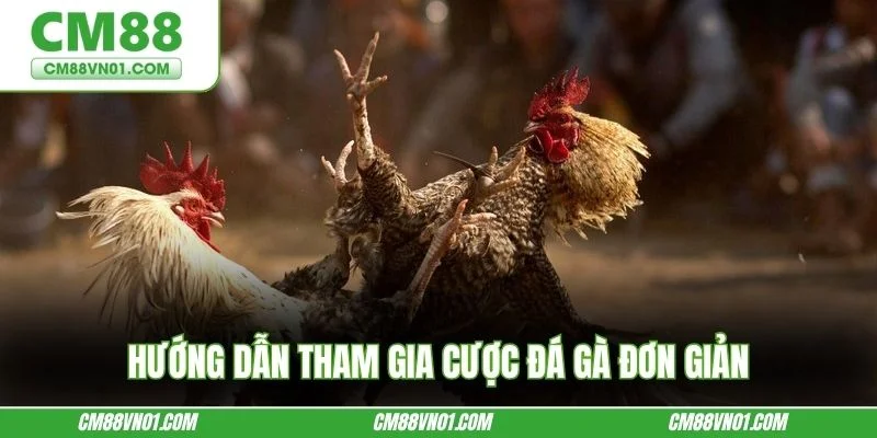 Hướng dẫn tham gia cược đá gà đơn giản