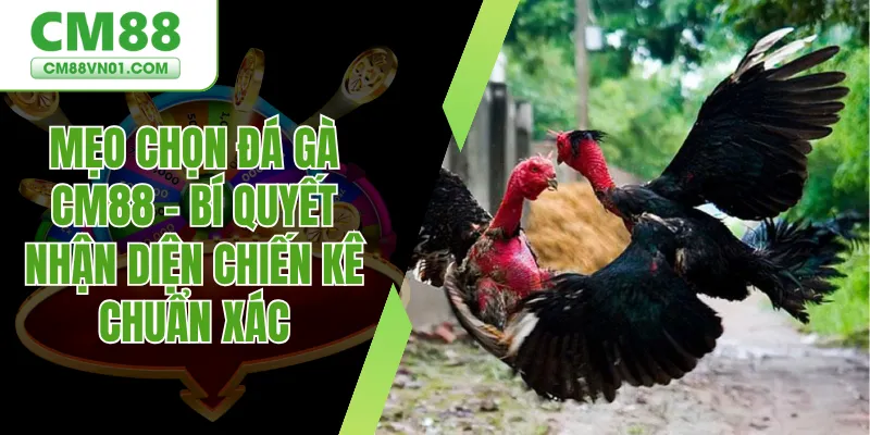 mẹo chọn gà đá